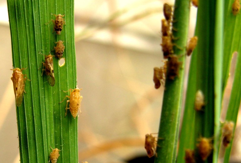 Tips Mengatasi Hama Tanaman Padi